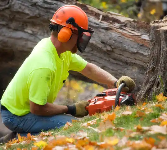 tree services Beaver Dam